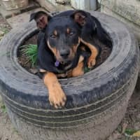Photo of Thor