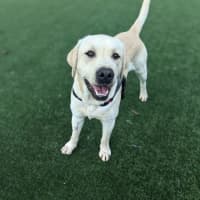 Photo of Clifford Imp 1401