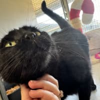 Photo of Purrcy