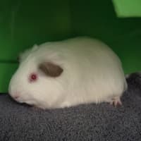 Photo of Quick Silver