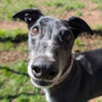 Photo of Snippy The Greyhound