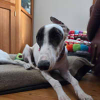Photo of Dixie, The Greyhound