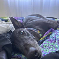 Photo of Bingo, The Greyhound