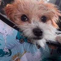 Photo of Muppet