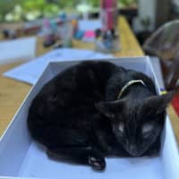 Photo of Java   Located In Surrey Hills