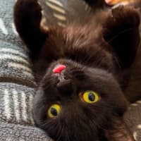 Photo of Mumma Miso