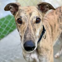 Photo of Maxwell The Greyhound