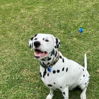Photo of Diego   9 Year Old Dalmatian