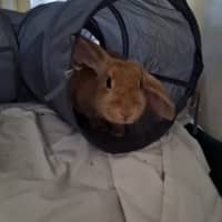 Photo of Yoghurt And Yum Cha