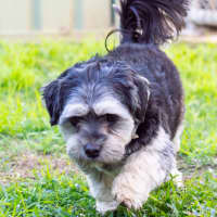 Photo of Pepper