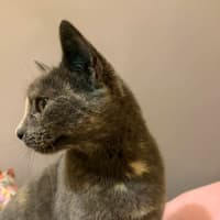 Photo of Luna