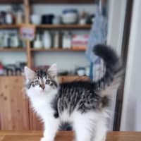 Photo of Mish   Located In Coburg