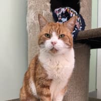 Photo of Tigger