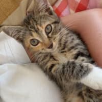 Photo of Feijoa (Fifi)