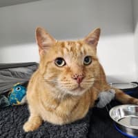 Photo of 🧡 Marmaduke 7133 🧡