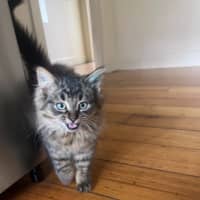 Photo of Percy