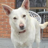 Photo of Snowy