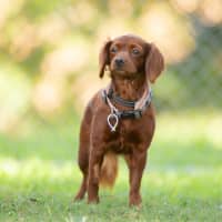 Photo of Maple