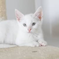 Photo of Lily