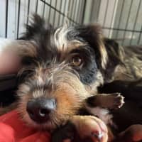 Photo of Dizzy Rascal