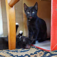 Photo of Smokey 