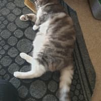 Photo of Cfa (Seefa)