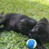 Photo of Bella