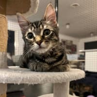 Photo of Hersberry