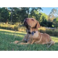 Photo of Hurley *$350 Adoption Fee*