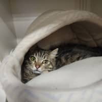 Photo of Pamplemousse
