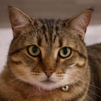 Photo of Delilah