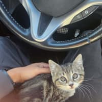 Photo of Mittens