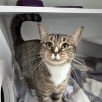 Photo of Cleopatra