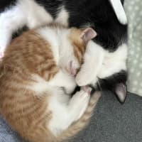 Photo of Jinkx Monsoon