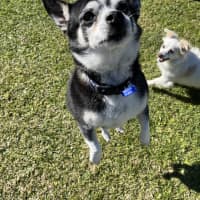 Photo of Jasper And Buttons💖(Buttons On Trial 28/7/24)