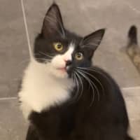 Photo of Sylverster & Gus