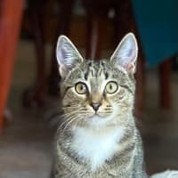 Photo of Bella