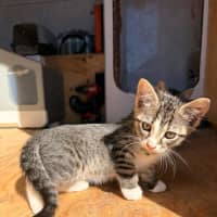 Photo of Yoda