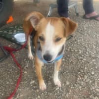 Photo of Buddy