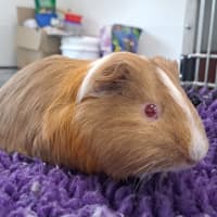 Photo of Tiffy