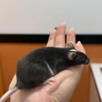 Photo of Vanilla