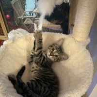 Photo of Stella