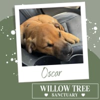 Photo of Oscar