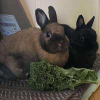 Photo of Ollie / Alice