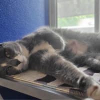 Photo of Purrsephone