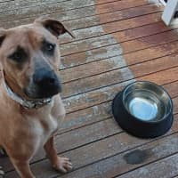 Photo of Harley
