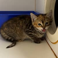 Photo of Biscuit