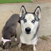 Photo of Cheeko