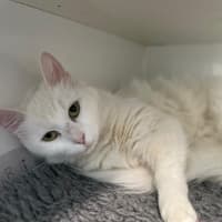 Photo of Marshmallow