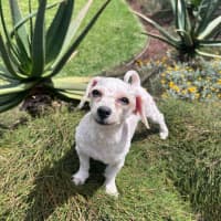 Photo of Dolly